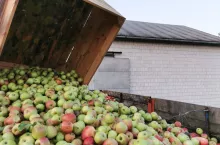 jabłka przemysłowe