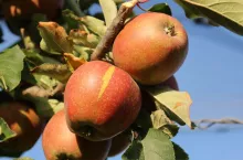 jabłka odmiana Red Jonaprince