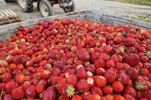 truskawki tłoczenie