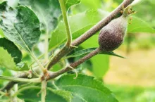 zawiązek Red Jonaprince