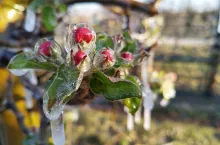 przymrozki w sadownictwie