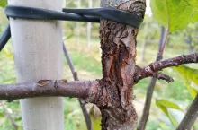 choroby kory i drewna