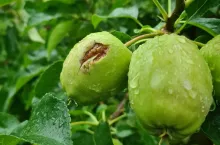 gradobicie Belsk Duży