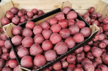 jabłka na sortowanie