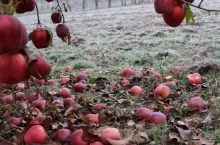 przymrozki jesien 2023