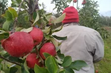 Deszczowa pogoda podczas zbiorów