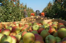 szampion zbiory 2023