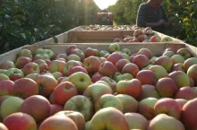 zbiory jablek