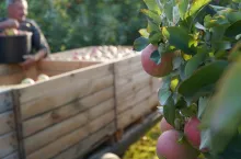 jabłka na obieranie