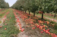 jabłka przemysłowe