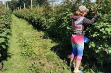 kilogram malin letnich