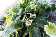 przymrozki na plantacjach truskawek