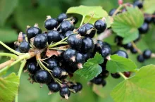 ceny skupu czarnych porzeczek 2022