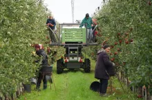 zbiory jabłek