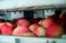 przechowywanie jabłek