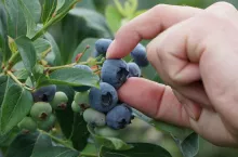 borówka amerykańska ceny w skupie