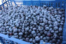 borowka amerykanska ceny skupu