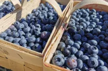 borówka amerykanska ceny