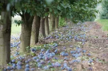 sliwki leżace pod drzewami