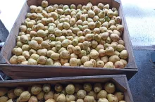 gruszka przemysłowa