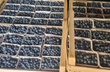 pierwsze ceny polskich borówek