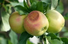 oparzenia słoneczne jabłek