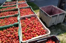 ceny truskawek na tłoczenie