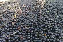 czarna porzeczka skup