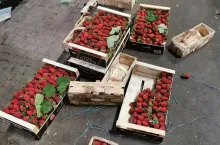 polskie truskawki sfałszowane