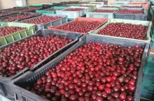 wiśnie na mrożenie