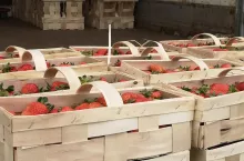 truskawki w łubiankach