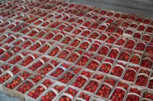 truskawki w łubiankach