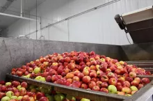jabłka przemysłowe