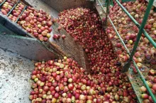 jabłka przemysłowe