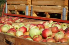 jabłka przemysłowe