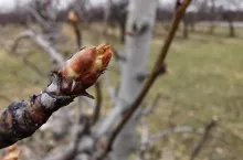 nabrzmiewanie pąków