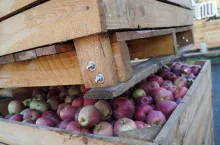 przetwórstwo jabłek