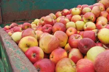 jabłka przemysłowe