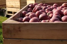 Jabłka deserowe 2020 - skup i ceny