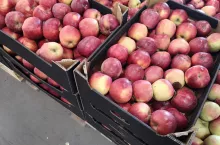 jablka deserowe dla wosjka