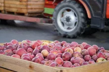 cena minimalna jabłek