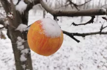 jabłko w śniegu
