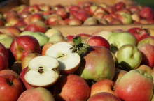 jablka przemysłowe