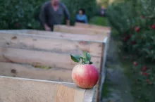 zbiory jabłek deserowych