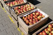 jabłka na Broniszach