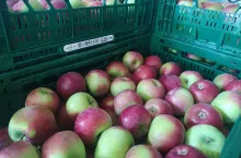 jabłka deserowe w marketach