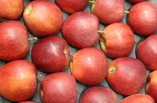 jabłka z południowej półkuli