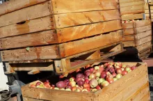 jabłka przemysłowe