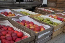 ceny jabłek w hurcie