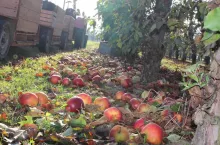 ceny jabłek przemysłowych